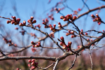 Image of blooming apple trees in the garden.