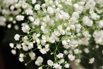 A lot of white small flowers on a green blurry background.