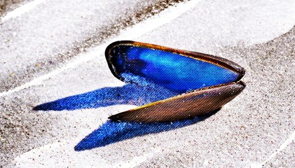 Close up of a mussel shell on beach sand