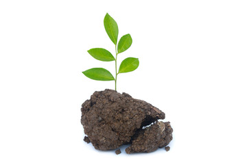 Tree seedlings are growing on the ground. Earth Day, Environmental Concept Planting seedlings to plant forests. Isolated background