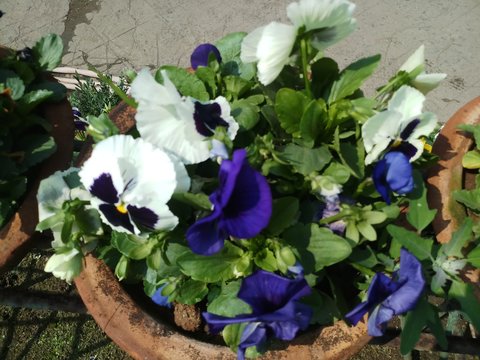 pancy flower in garden