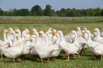 gąski © marsad
