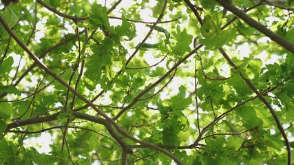 Fototapeta na wymiar sunny glare in the green leaves of an oak tree on branch in spring. oak forest. tree in the summer park. Slow motion.