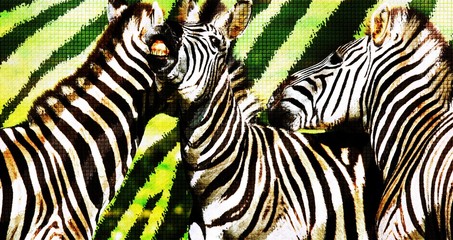 Fototapeta na wymiar Close up of a playful group of Zebras