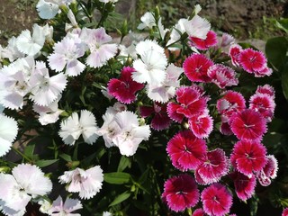 mix color dianthus flower in garden