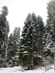 snow covered trees
