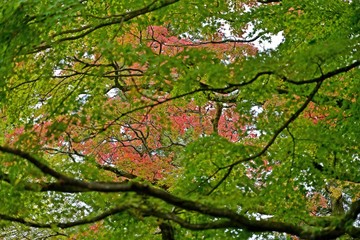 色づき始めたお寺のモミジの紅葉
