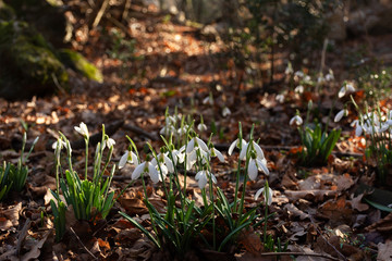Snowdrop or common snowdrop (Galanthus nivalis) flowers. White snowdrops in the forest in the sunlight