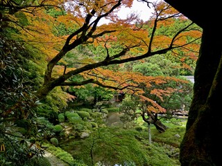 ちょうど見頃のお寺のモミジの紅葉