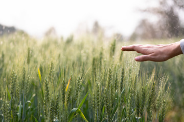 Woman hand touch over the green field of barley. Atmospheric authentic moment. Stylish girl...