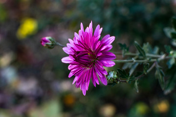 Chrysanthemum flower foreground. Purple flowers with buds on a blurry green background. Autumn flowers for wallpaper.