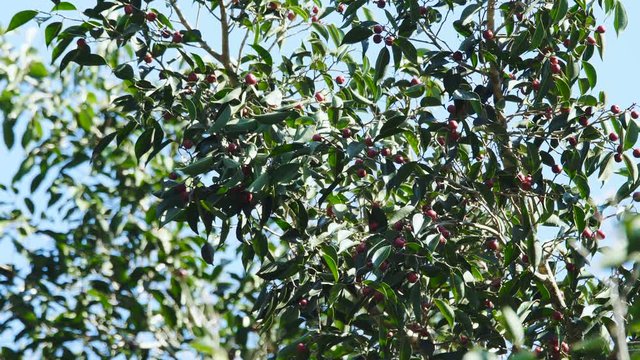 Figs fruits on the tree trunk at Khao Yai national park. Popularly known as the cluster fig tree, Indian fig tree or goolar (gular) fig.