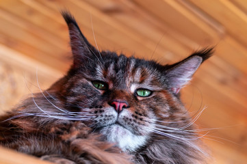 Portrait the whiskered green-eyed Maine Coon cat. Close-up fluffy big cat with long tassels on the...