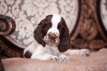 Springer Spaniel puppy. 3 months. Home comfort . dog