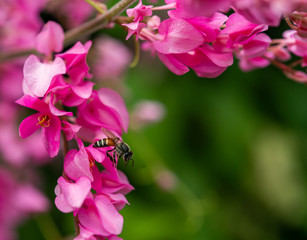 Selected focus on beautiful blooming sweet Maxican creeper flowers and bee with green blurred...