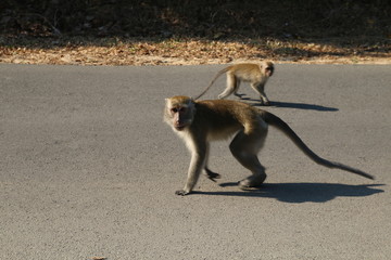 wild monkey in the waykambas lampung forest