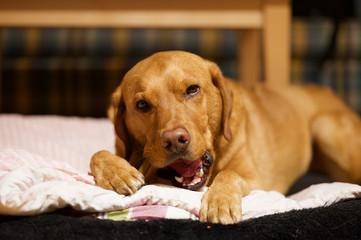 Fuchsroter Labrador Retriever kaut auf einem Knochen