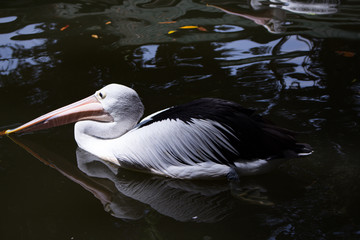 Pelicants in the pond