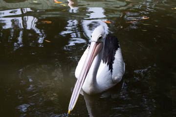 Pelicants in the pond