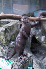 very cute otters