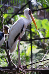 Milky stork, dominant white body color, black spots on the primary wing and bald face pink.