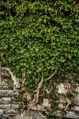 ivy on the wall
