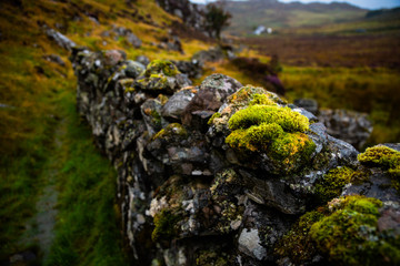 moss on on a stone wall