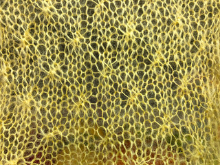 yellow knitted fabric texture background
