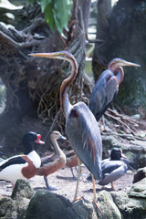 Purple heron