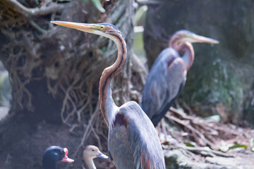 Purple heron