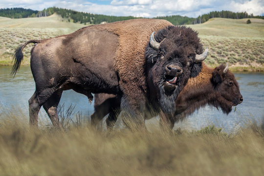 Bisontes americanos en Yellowstone NP