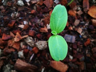 The seedlings of melon are germinating.