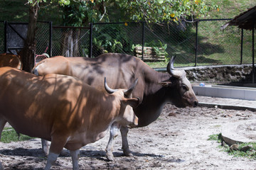 A pair of bulls