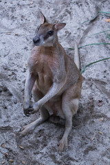 Kangaroo on the sand