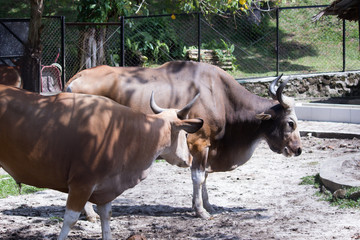 A pair of bulls
