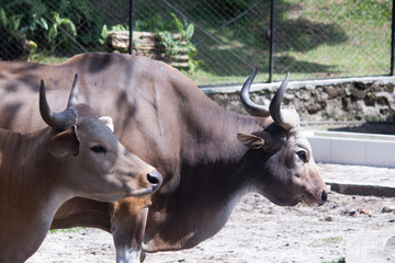 A pair of bulls