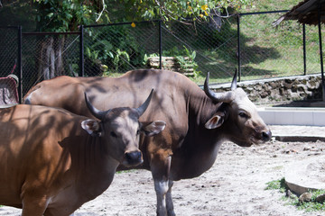 A pair of bulls