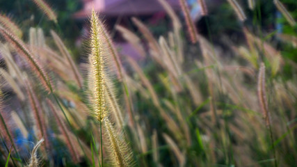 Bunch of crimson fountain grass