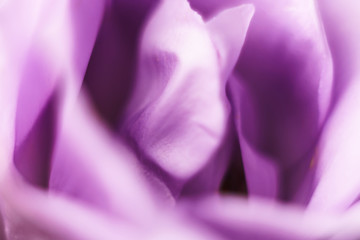 Pattern for wallpaper, background, banner. Colorful blurred violet flower.