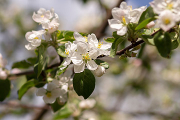 Obraz premium Blooming apple tree. Spring flowering of trees, selective focus