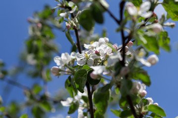 Blooming apple tree. Spring flowering of trees, selective focus