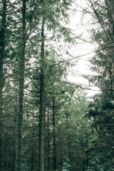 morning in the woods