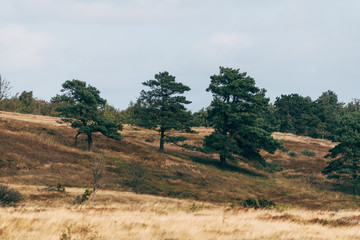 landscape with trees
