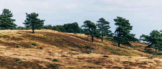 landscape with trees