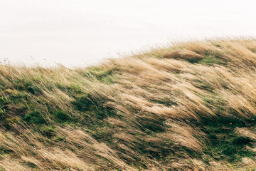 wheat field in the wind