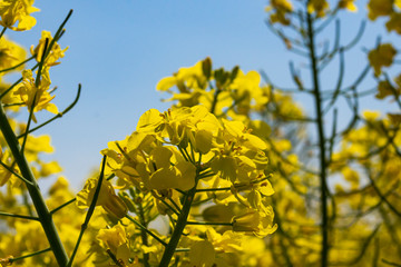 Obraz premium eine Rapsblüte im Sonnenschein
