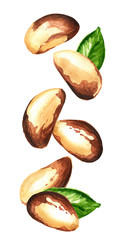 Falling Brazil nut with green leaves. Hand drawn watercolor illustration, isolated on white background