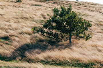 tree in the field