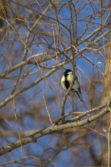 yellow tit hiding in the branches of trees
