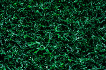 Top view photo of green plant in dark tone. Nature background.